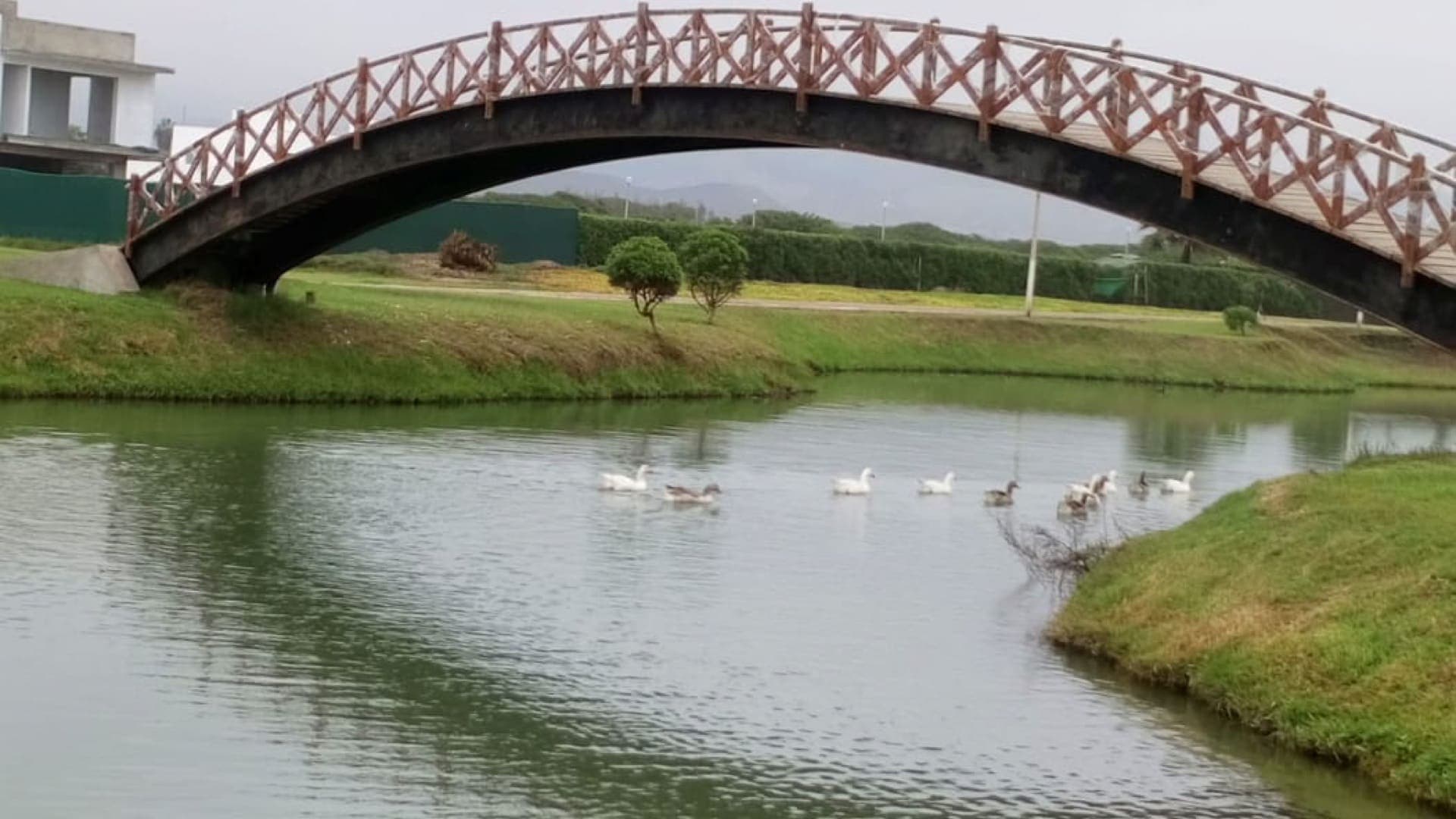 Laguna con patos