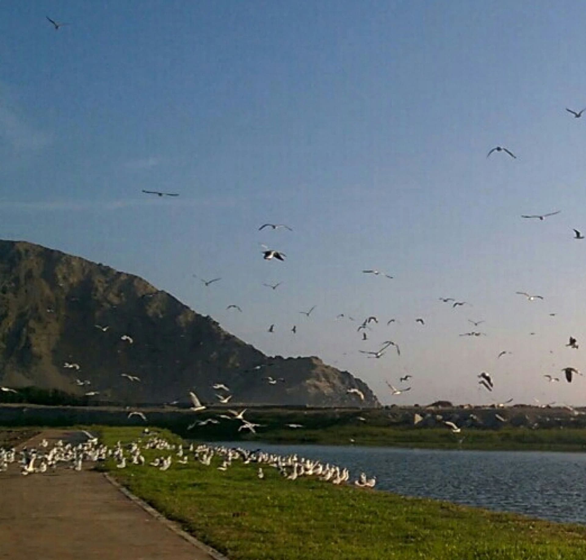 Costa del Campo