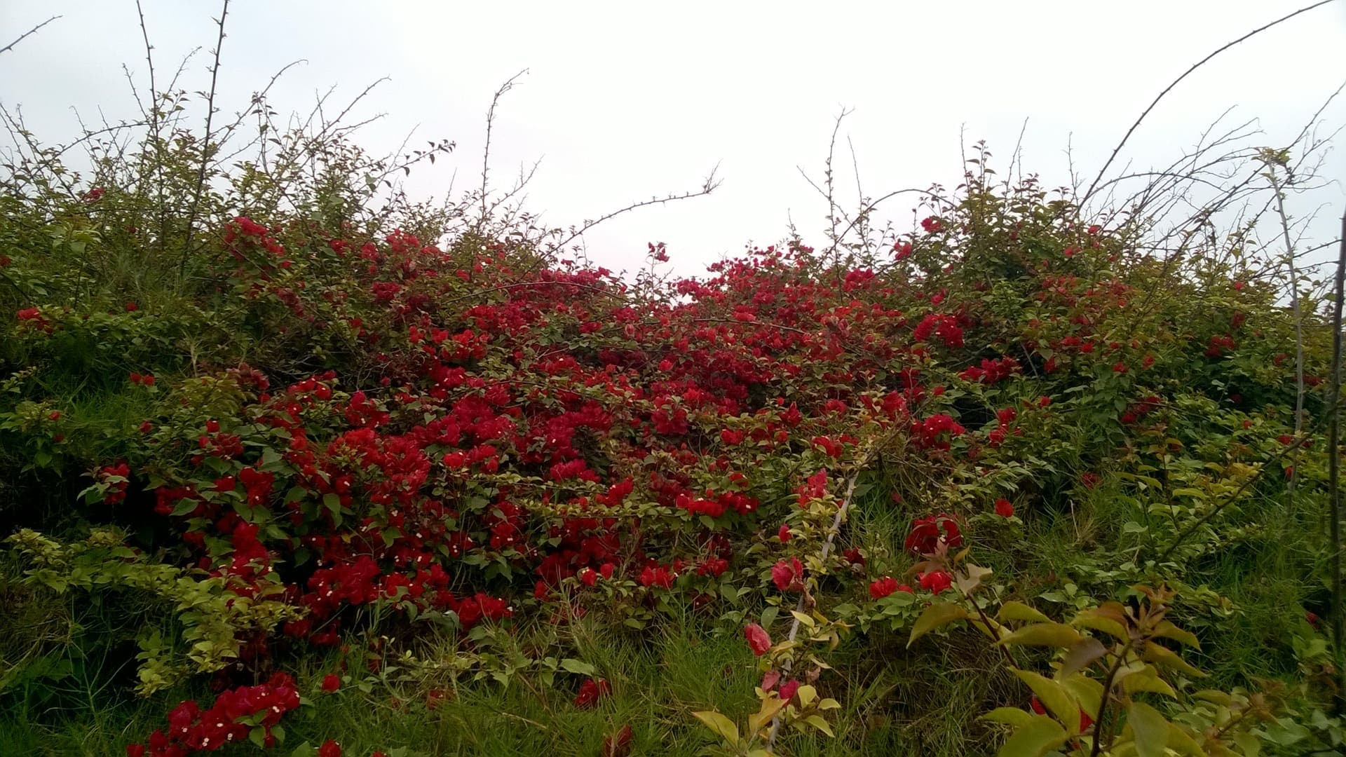 Flores silvestres