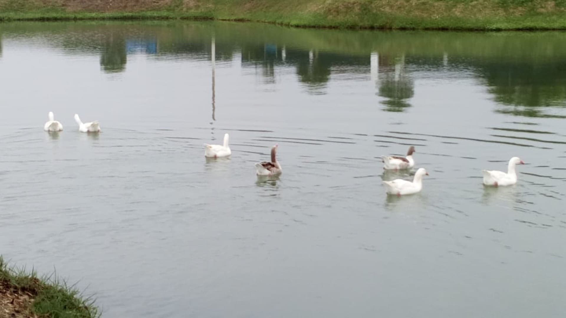Laguna con patos